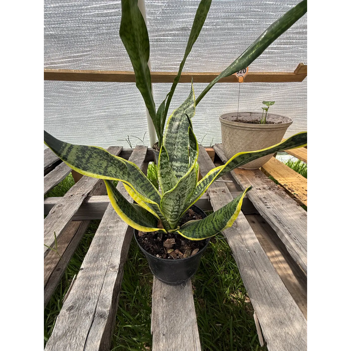 snake plants