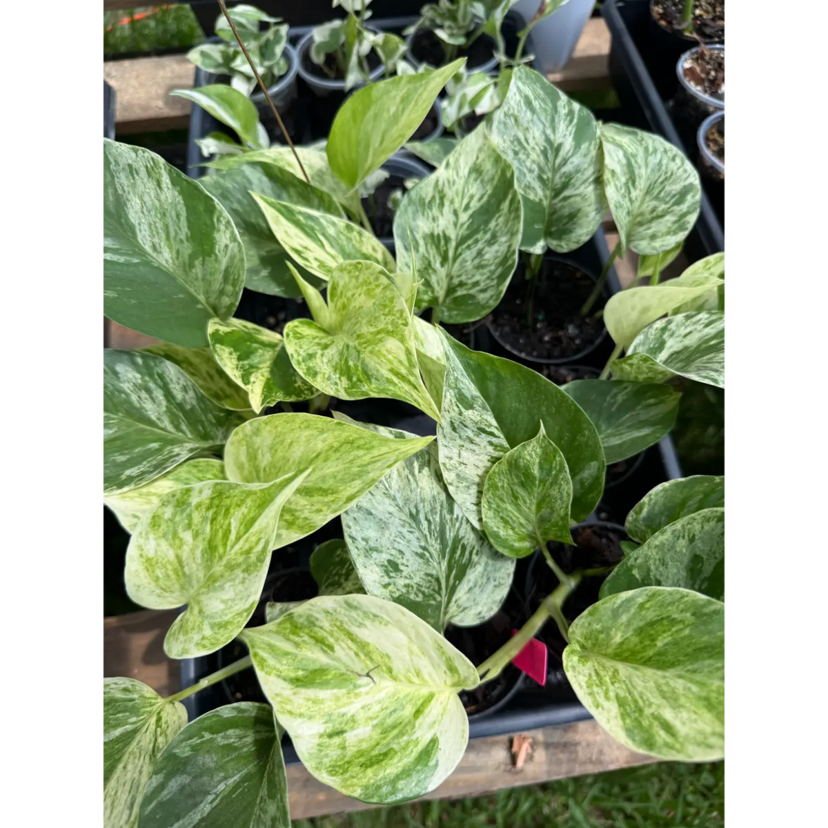 epipremnum/pothos