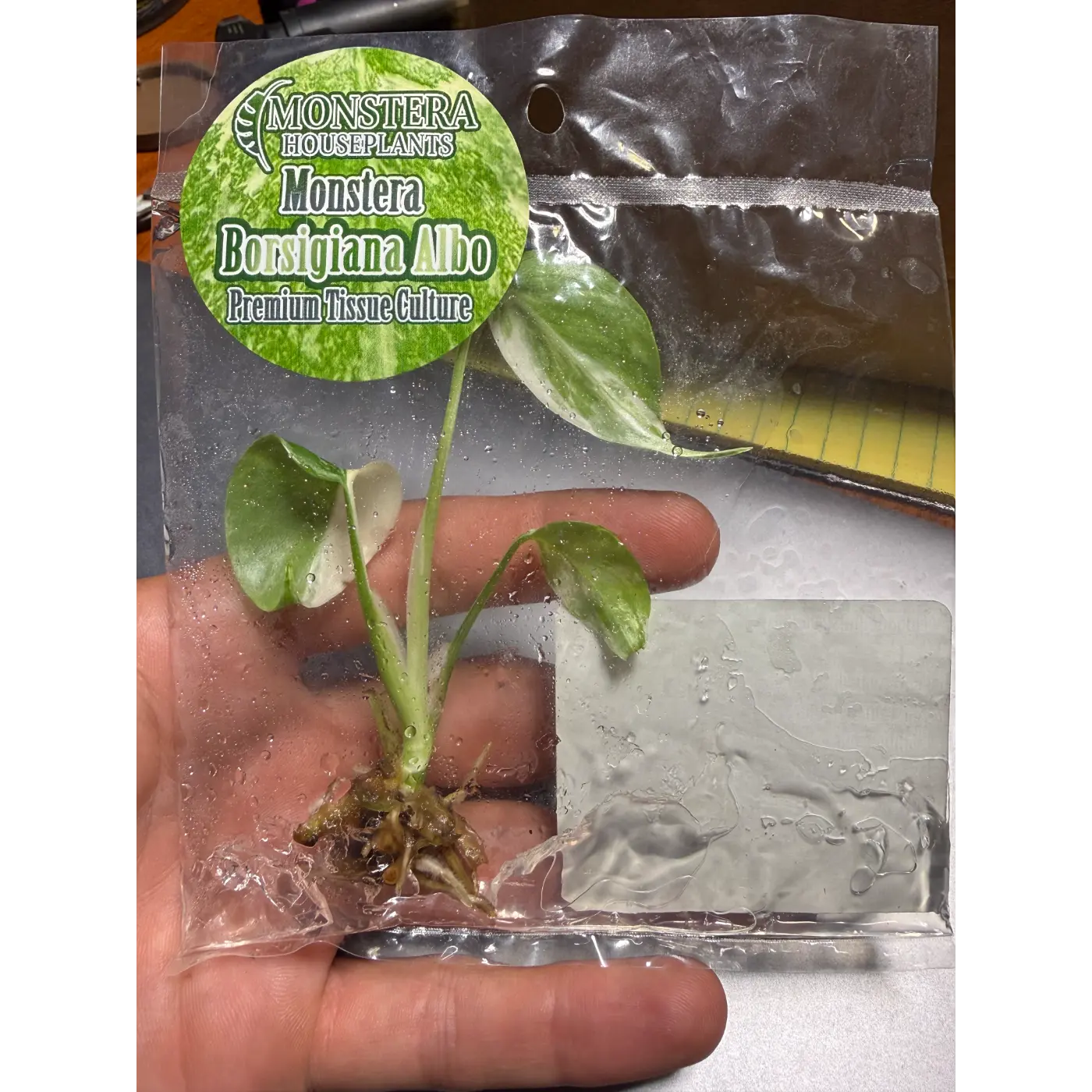 Tissue Cultures