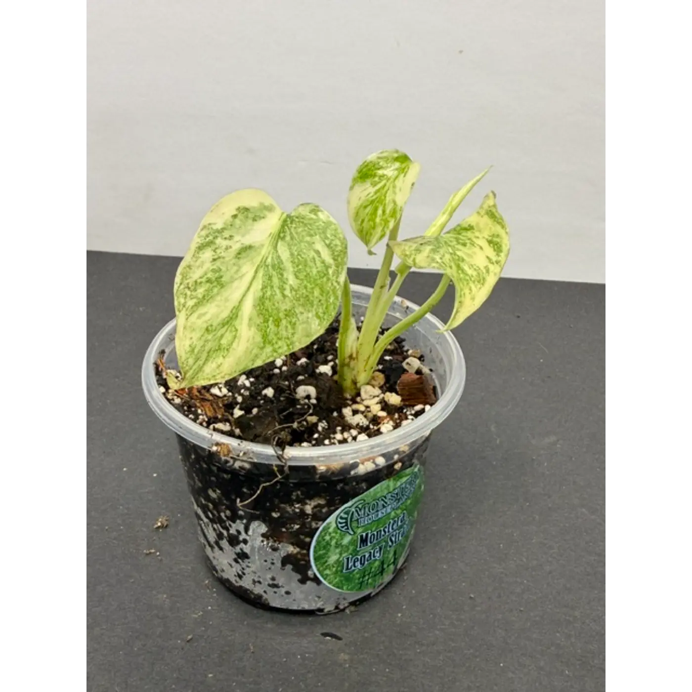Acclimated Tissue Cultures