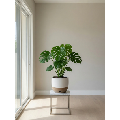 Monstera Deliciosa Medium