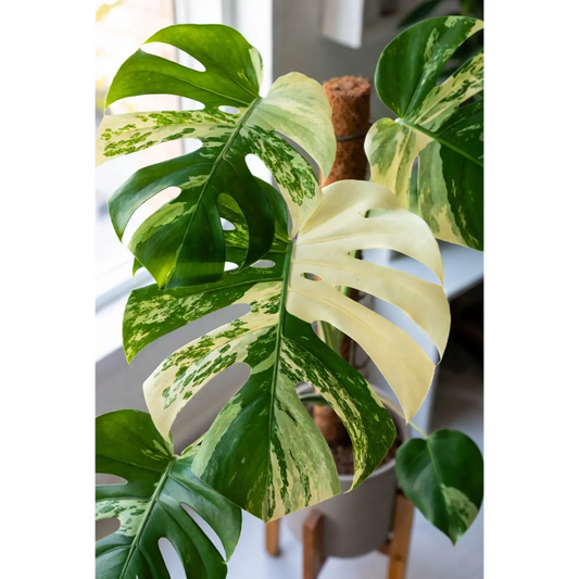 Monstera  Bulbasaur New Variety (A new cross from the Thai Constellation) - 2 Inch Pot Rare Variegated Houseplant