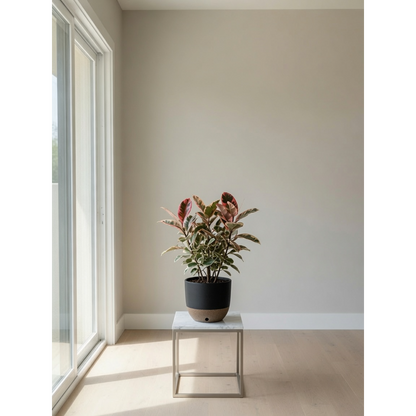 Ficus Ruby Small
