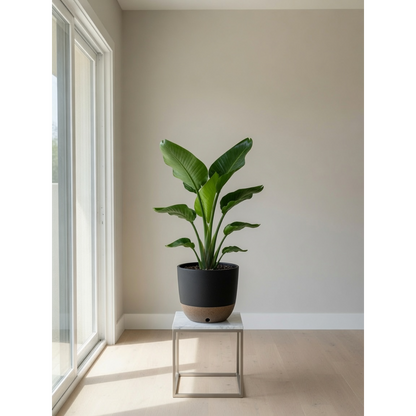 Bird of Paradise Medium