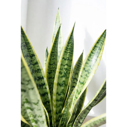 Golden Snake Plant Large