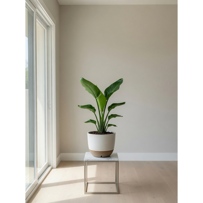 Bird of Paradise Small