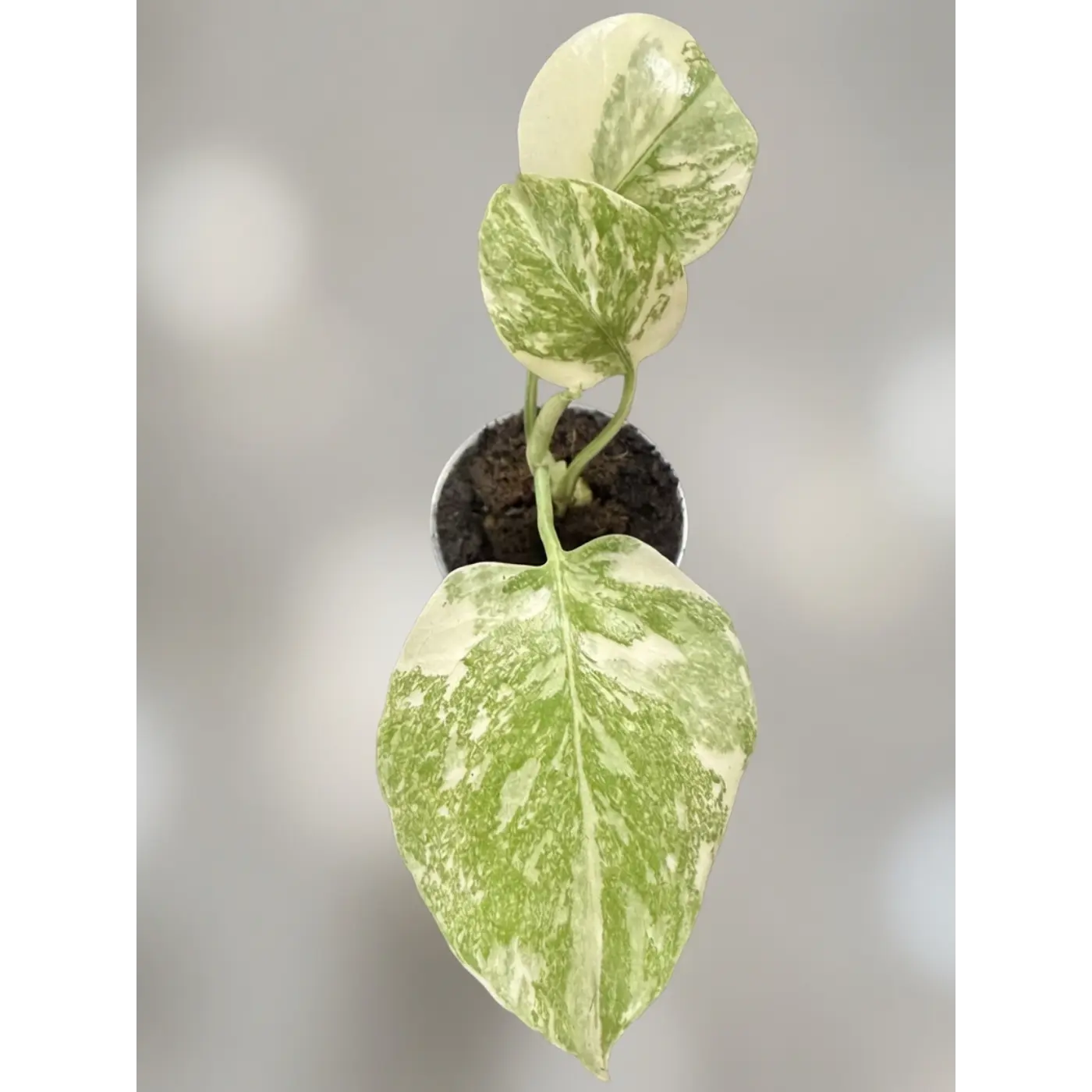 Monstera  Cream Cheese New Variety (A new cross from the Thai Constellation) - 2 Inch Pot Rare Variegated Houseplant
