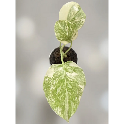 Monstera  Cream Cheese New Variety (A new cross from the Thai Constellation) - 2 Inch Pot Rare Variegated Houseplant