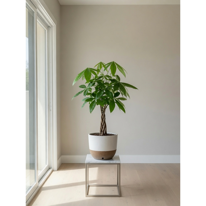 Money Tree Medium