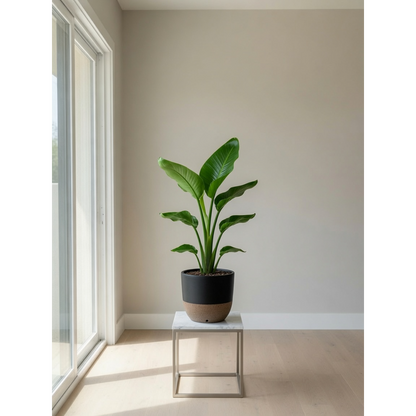 Bird of Paradise Small