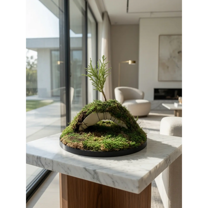 3.5 Year Old Giant Sequoia Redwood Bonsai Tree on Archway with Lush Moss - Rare Indoor Houseplant