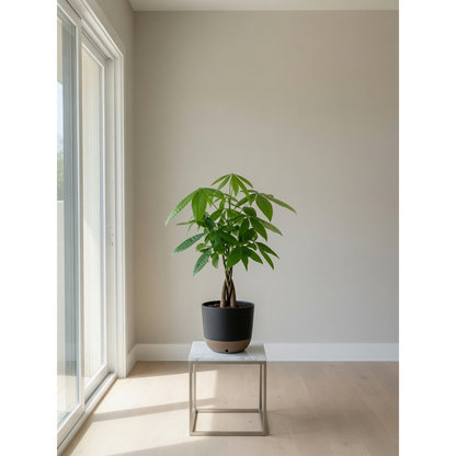 Money Tree Small