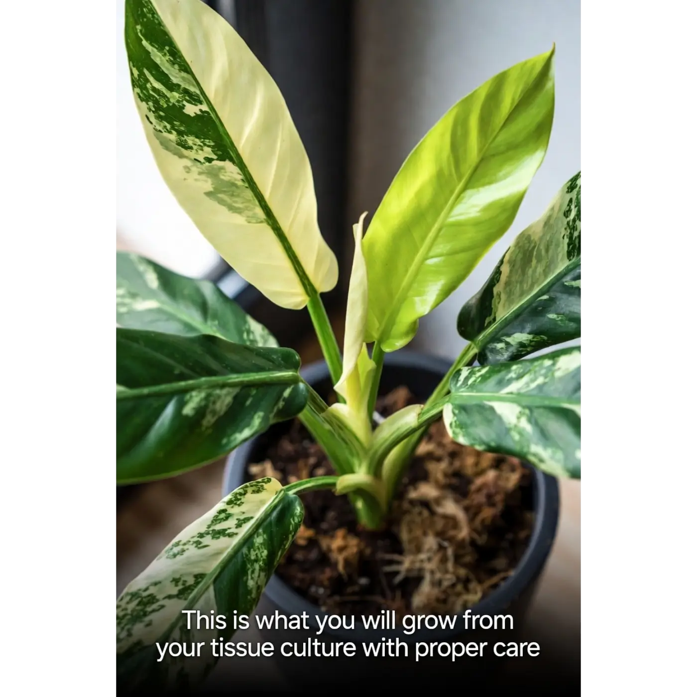 Variegated Burle Marx Philodendron Tissue Culture