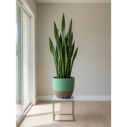 Green Snake Plant Large