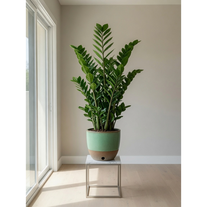 ZZ Plant Large
