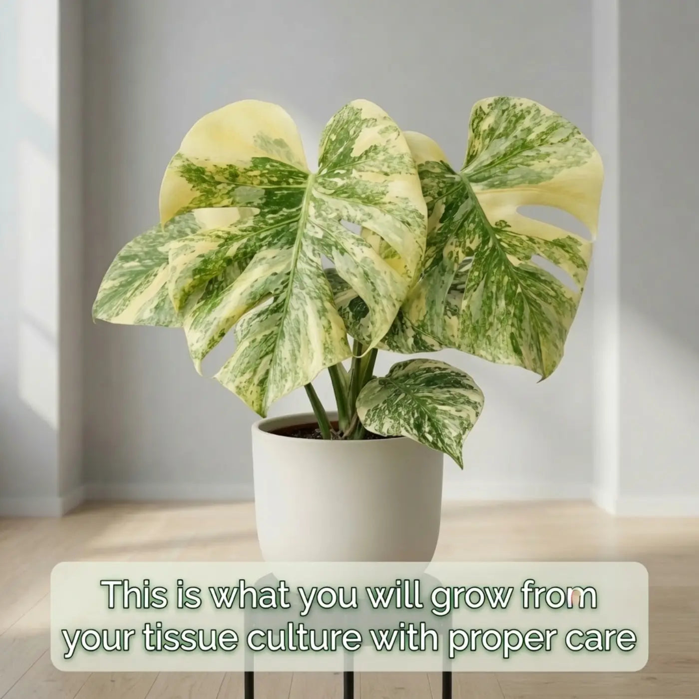 Monstera Legacy Strain Tissue Culture - Rare Stable Variegated Plantlet