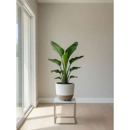 Bird of Paradise Medium