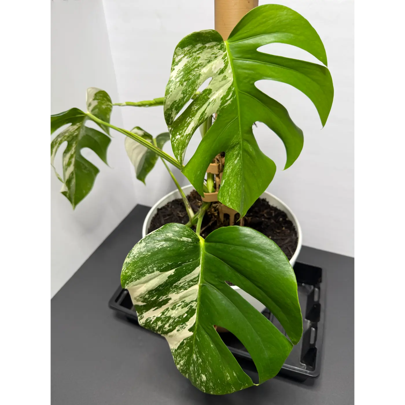 Monstera Thai constellation grown into a moss pole with a self watering 10in pot - Live Variegated Houseplant