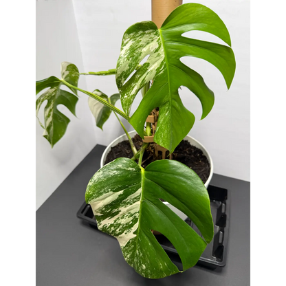 Monstera Thai constellation grown into a moss pole with a self watering 10in pot - Live Variegated Houseplant