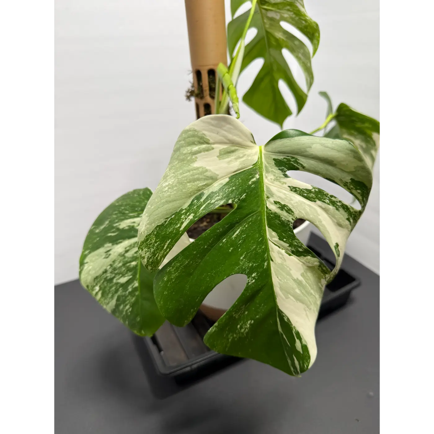 Monstera Thai constellation grown into a moss pole with a self watering 10in pot - Live Variegated Houseplant
