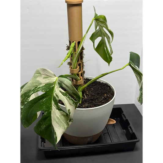 Monstera Thai constellation grown into a moss pole with a self watering 10in pot - Live Variegated Houseplant