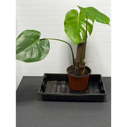 Monstera Deliciosa Moss Pole - 5 Inch Pot | Climbing Indoor Plant