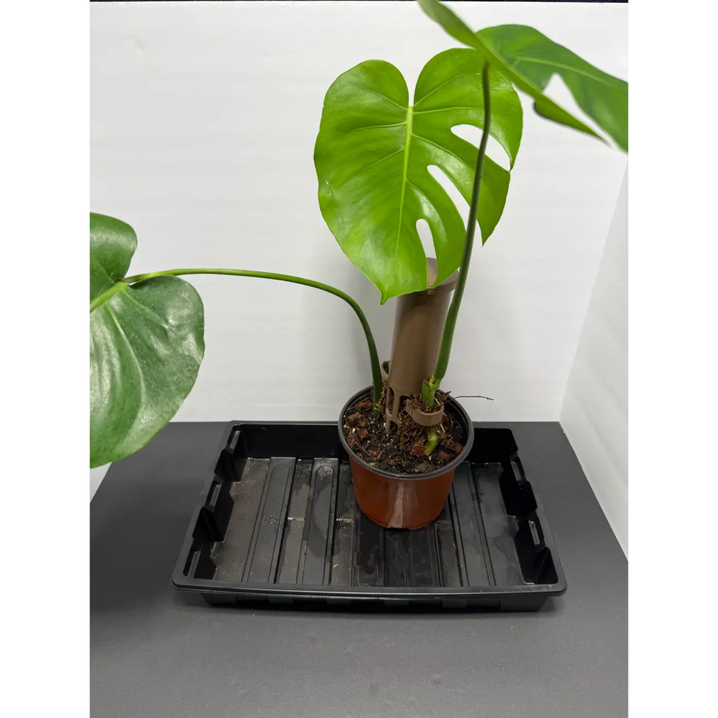Monstera Deliciosa Moss Pole - 5 Inch Pot | Climbing Indoor Plant