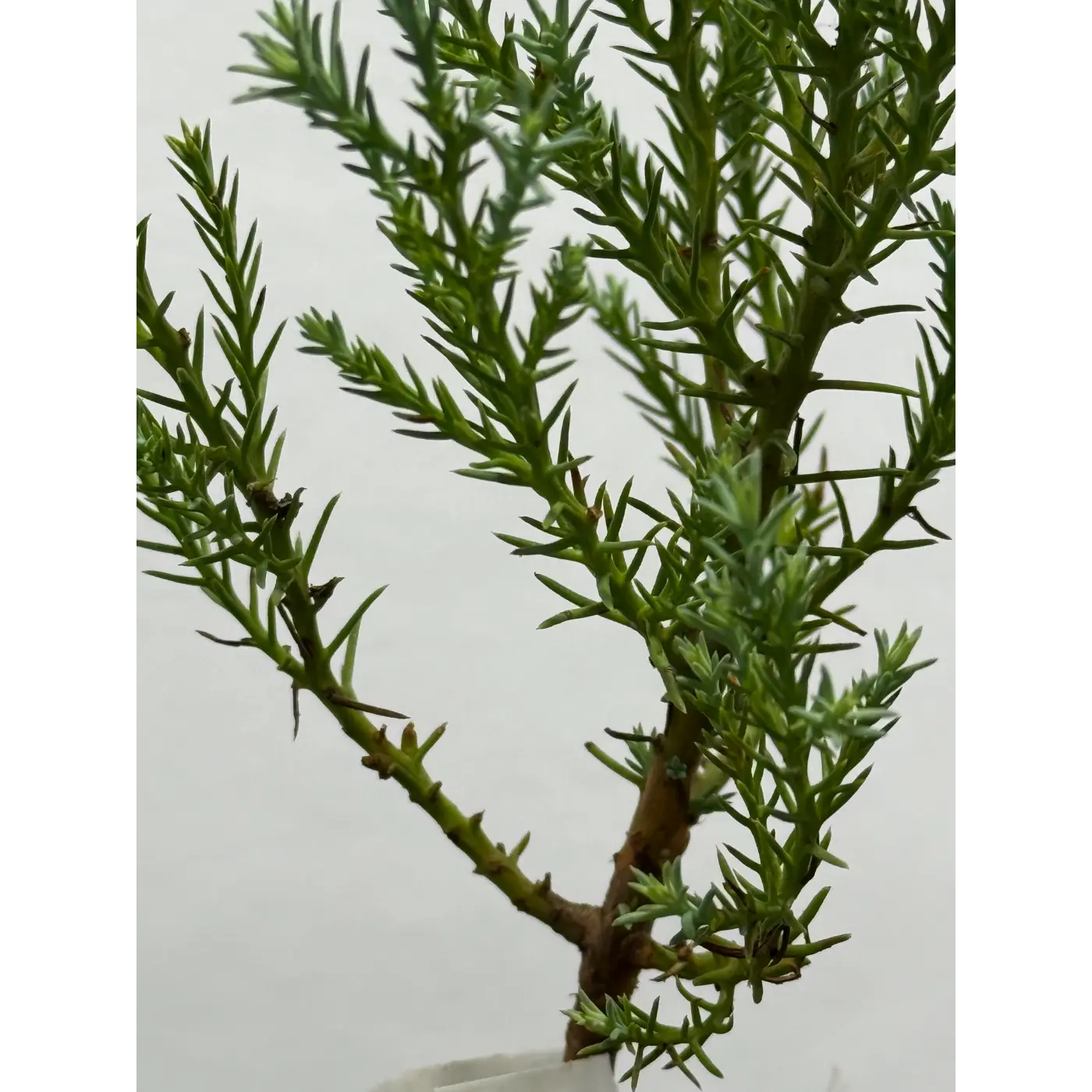 Giant Sequoia Tree Seedling - 4 Inch Nursery Pot (Sequoiadendron giganteum) (78)