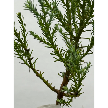 Giant Sequoia Tree Seedling - 4 Inch Nursery Pot (Sequoiadendron giganteum) (78)