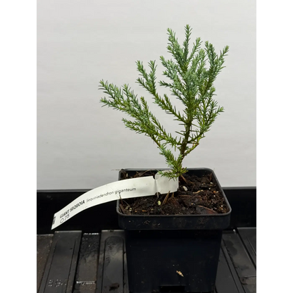 Giant Sequoia Tree Seedling - 4 Inch Nursery Pot (Sequoiadendron giganteum) (78)