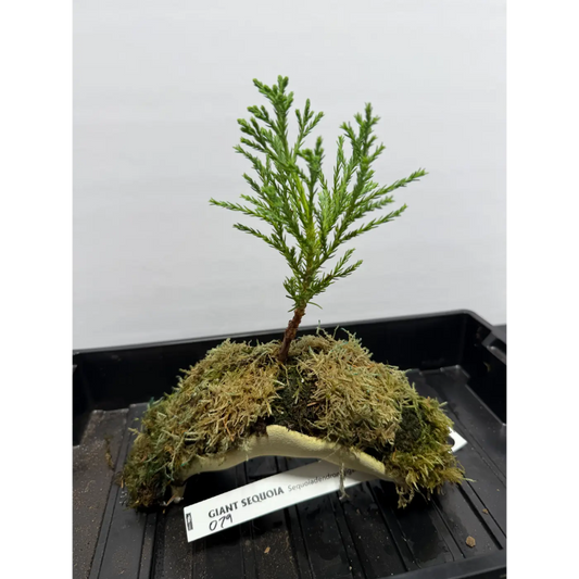 Giant Sequoia Redwood Bonsai on Archway – Ready-to-Root Living Sculpture (79)