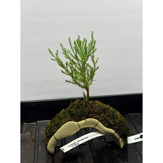 Giant Sequoia Redwood Bonsai on Archway – Ready-to-Root Living Sculpture (80)
