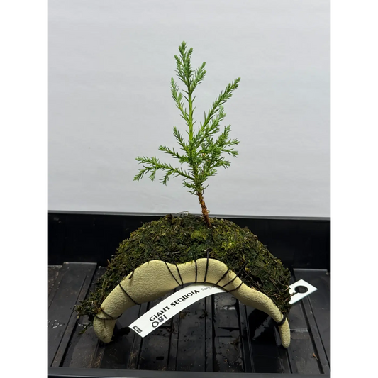 Giant Sequoia Redwood Bonsai on Archway – Ready-to-Root Living Sculpture (81)