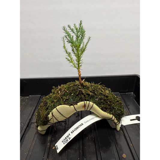 Giant Sequoia Redwood Bonsai on Archway – Ready-to-Root Living Sculpture (82)