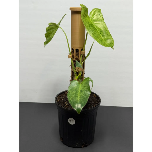 Philodendron Paraiso Verde Moss Pole - 5 Inch Pot | Rare Variegated Climbing Indoor Plant
