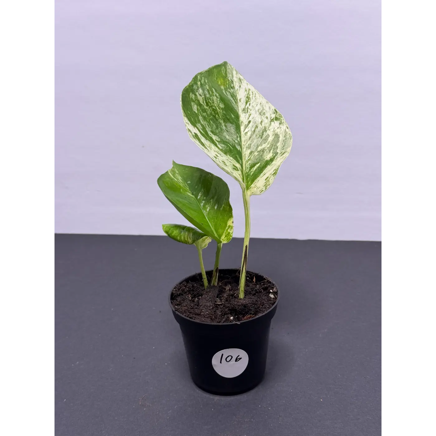 Marble Queen Pothos 3 Inch Pot - Live Variegated Houseplant (106)