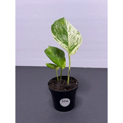 Marble Queen Pothos 3 Inch Pot - Live Variegated Houseplant (106)