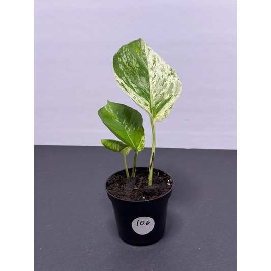 Marble Queen Pothos 3 Inch Pot - Live Variegated Houseplant (106)