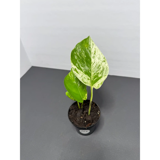 Marble Queen Pothos 3 Inch Pot - Live Variegated Houseplant (106)