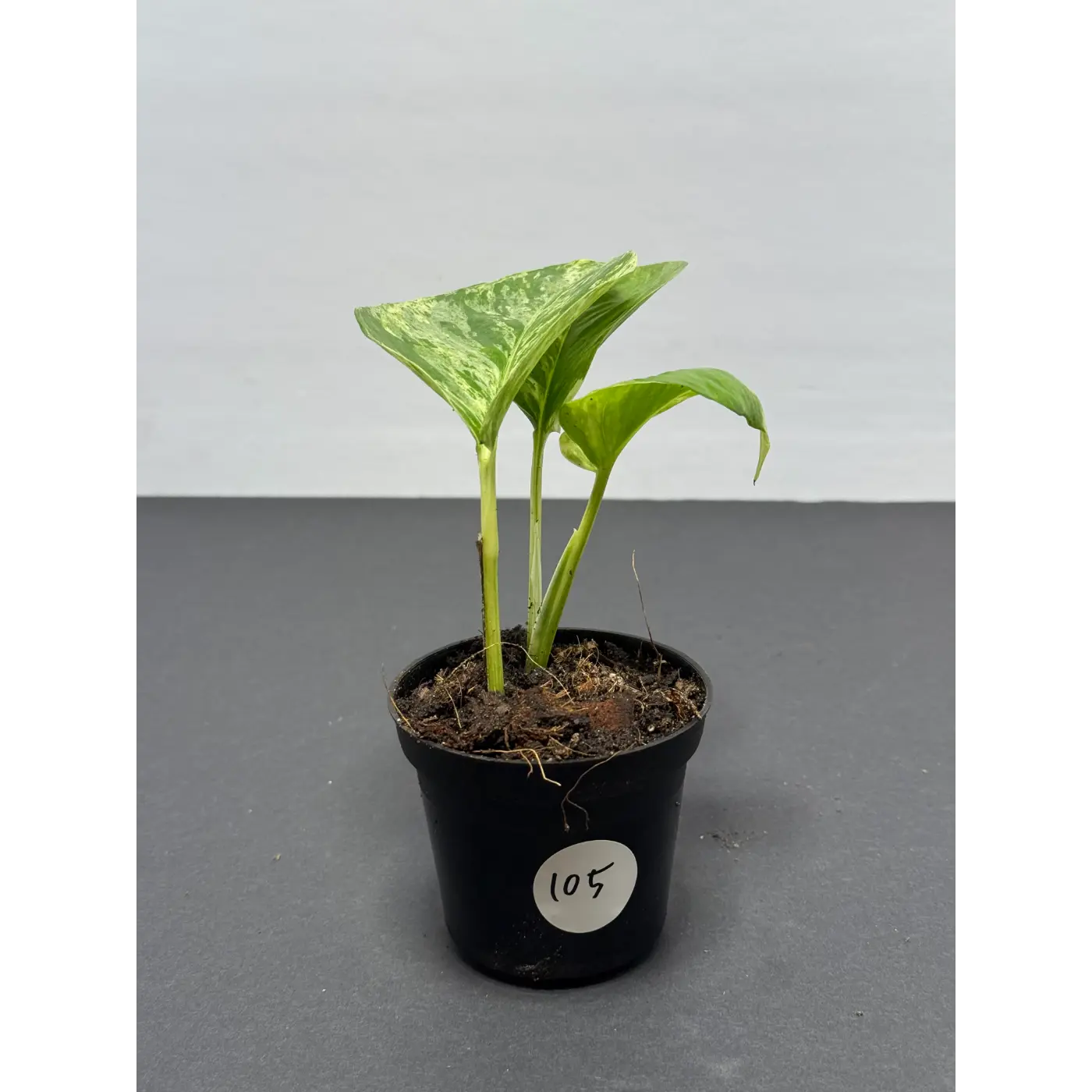 Marble Queen Pothos 3 Inch Pot - Live Variegated Houseplant (105)
