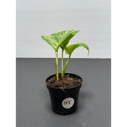 Marble Queen Pothos 3 Inch Pot - Live Variegated Houseplant (105)