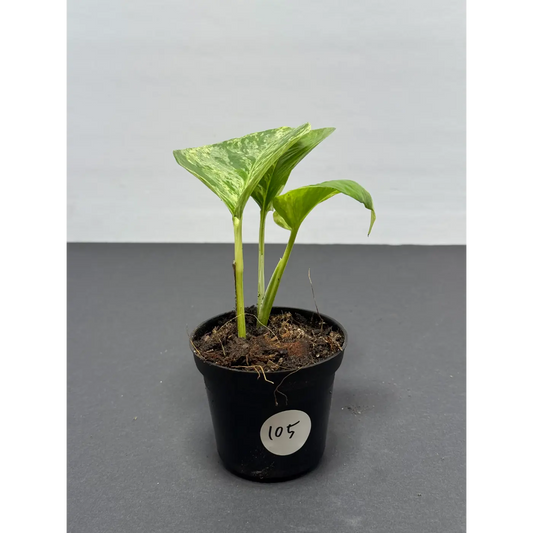 Marble Queen Pothos 3 Inch Pot - Live Variegated Houseplant (105)