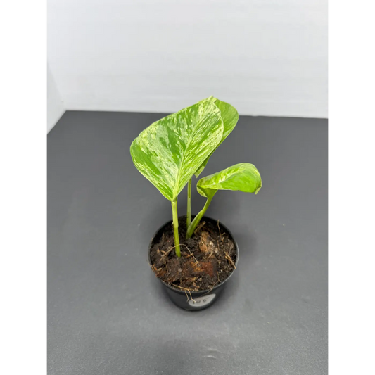 Marble Queen Pothos 3 Inch Pot - Live Variegated Houseplant (105)
