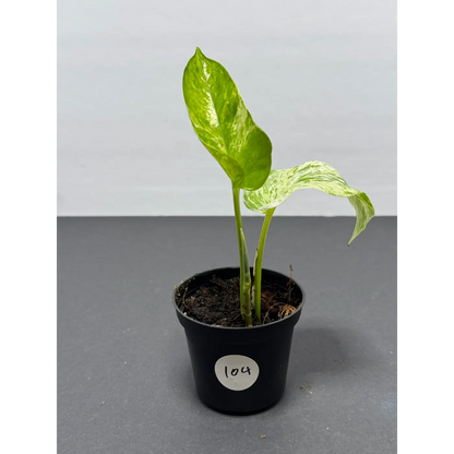 Marble Queen Pothos 3 Inch Pot - Live Variegated Houseplant (104)