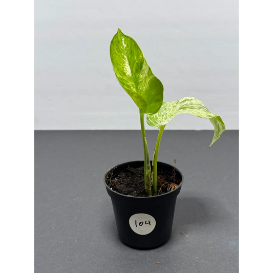 Marble Queen Pothos 3 Inch Pot - Live Variegated Houseplant (104)
