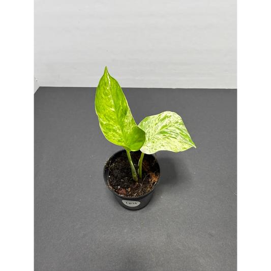 Marble Queen Pothos 3 Inch Pot - Live Variegated Houseplant (104)