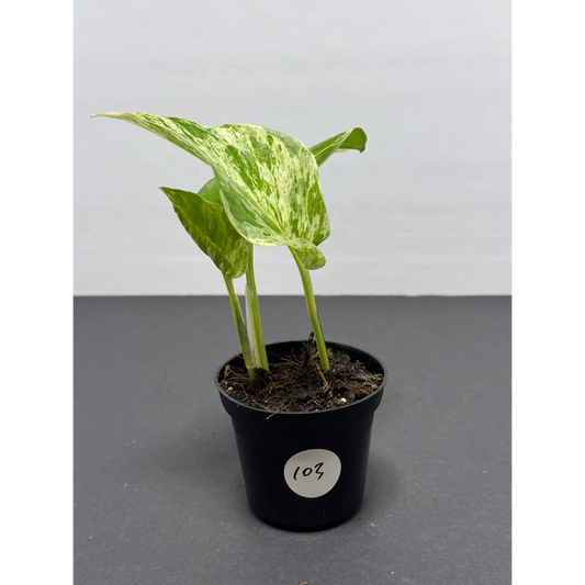 Marble Queen Pothos 3 Inch Pot - Live Variegated Houseplant (103)