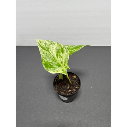 Marble Queen Pothos 3 Inch Pot - Live Variegated Houseplant (103)