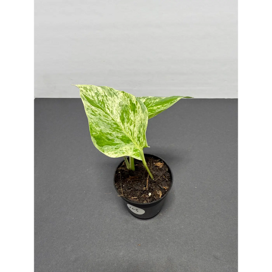 Marble Queen Pothos 3 Inch Pot - Live Variegated Houseplant (103)