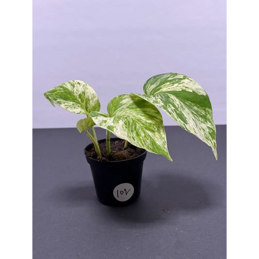Marble Queen Pothos 3 Inch Pot - Live Variegated Houseplant (102)